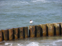original P4240123