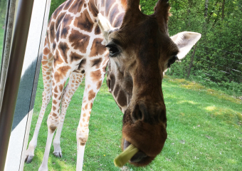 Bild Serengeti Park Hodenhagen Reisebericht