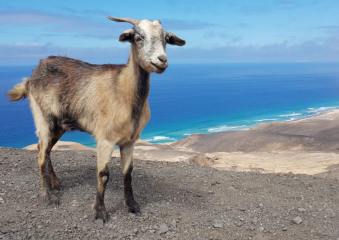 Bild Fuerteventura - Insel für Strandliebhaber Reisebericht