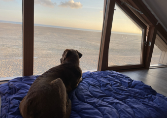 Bild Zeeland - tolle Sandstrände nicht weit von uns Reisebericht
